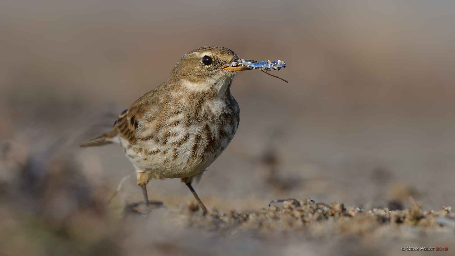 Water Pipit